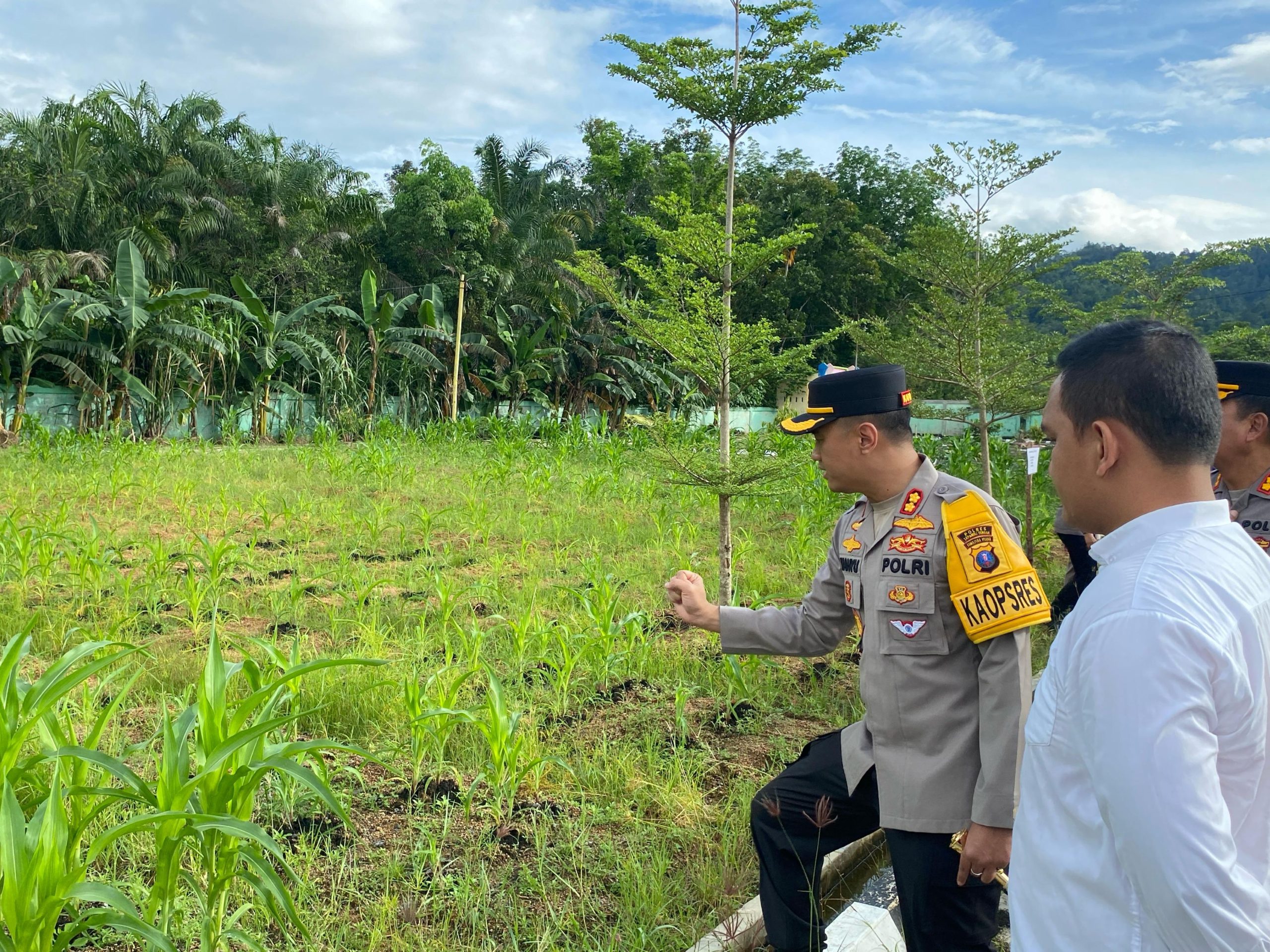 Dukung Ketahanan Pangan, Kapolres Cek Perkembangan Kebun Jagung Polres Tapteng