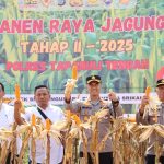 Polres Tapanuli Tengah Panen Raya Jagung Tahap 2 di Wilayah Sibabangun